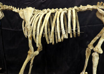 7,5 milyon yıllık fosiller, Paleontoloji Müzesi'nde sergilenecek