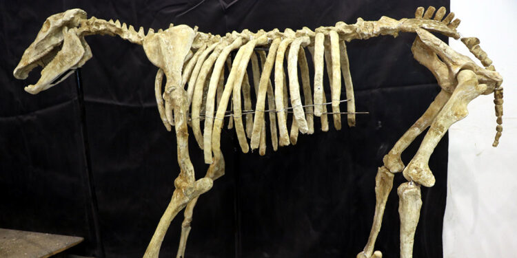 7,5 milyon yıllık fosiller, Paleontoloji Müzesi'nde sergilenecek