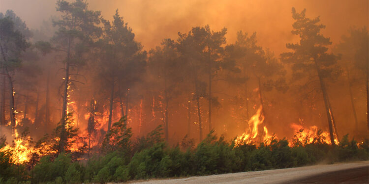 9 günde 148 orman yangını çıktı