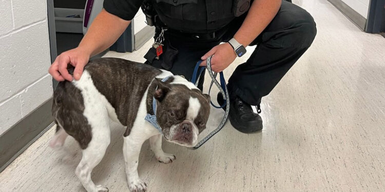 ABD’de bir yolcu köpeğini havalimanında terk etti