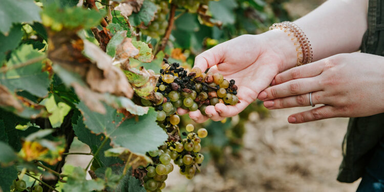 ABD'deki üzüm hastalığına karşı NASA yardımı