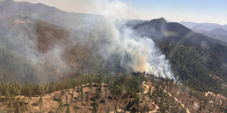 Adana Feke'de orman yangını