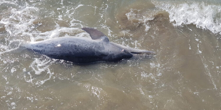 Adana sahilinde kıyıya ölü yunus vurdu