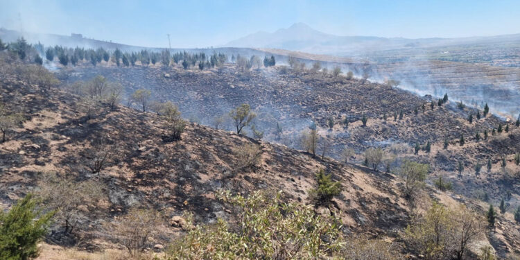 Aksaray'da ot yangını ormana sıçradı, 5 bin fidan yandı
