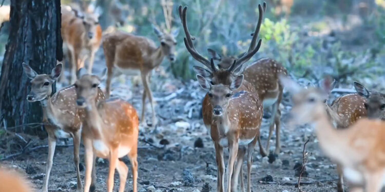 Alageyik Üretme Merkezi'nde rekor