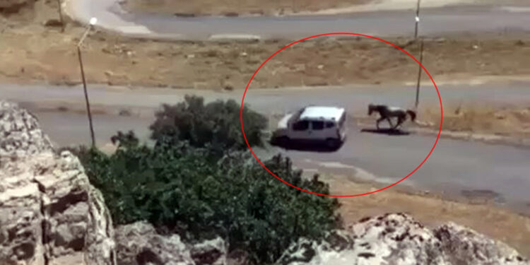 Aracına bağladığı atı koşturarak götürdü