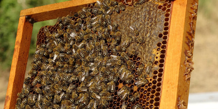 Arı kuşları, arı popülasyonunu olumsuz etkiliyor