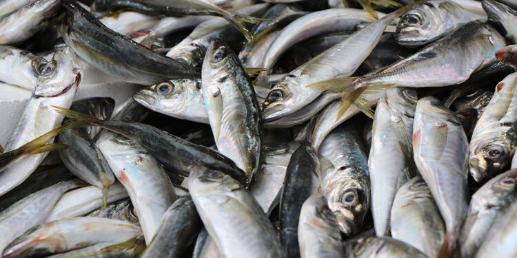 Aşırı sıcaklar balıkların göçünü etkiliyor