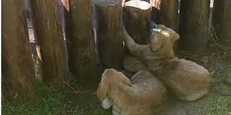 Ayakları kütüklerin arasına sıkışan yavru köpekler kurtarıldı