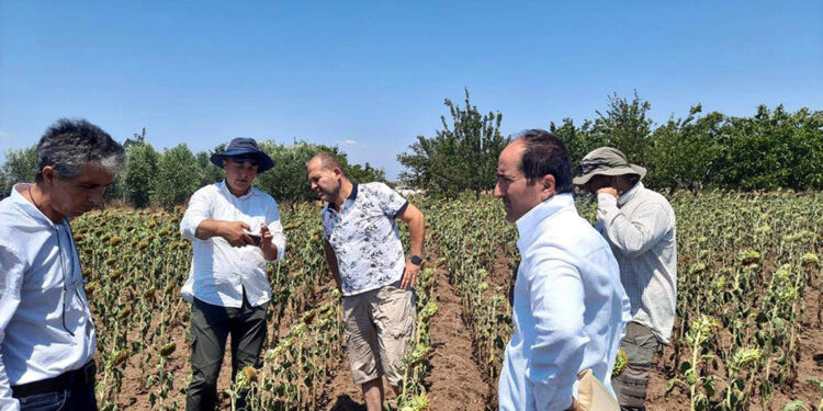 Ayçiçeğinde verim kaybı tespit çalışması