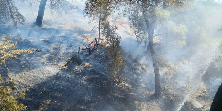 Balıkesir'in Burhaniye ilçesinde orman yangını