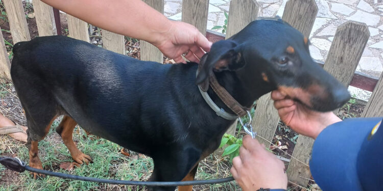 Berzeg'i arama çalışmalarına 'Tina' da katıldı