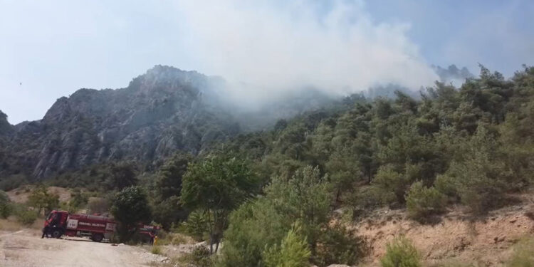 Bilecik'te orman yangını