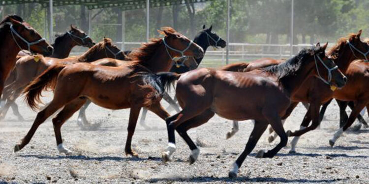 Bu harada, milyonluk Arap yarış atları yetiştiriliyor
