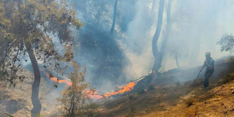 Burhaniye'deki yangında 2 dönüm alan kül oldu