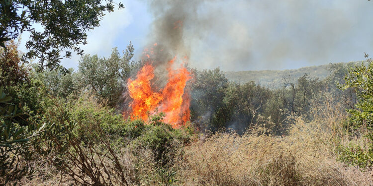 Bursa'da 2 farklı zeytinlikte yangın