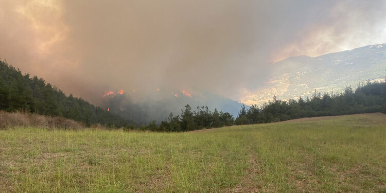 Bursa'nın Yenişehir ilçesinde orman yangını