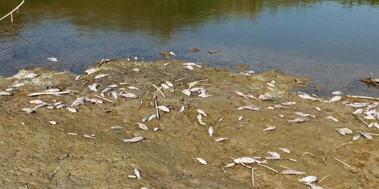 Büyük Menderes Nehri'nde toplu balık ölümleri