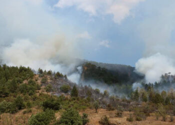 Çankırı'nın Ilgaz ilçesinde orman yangını