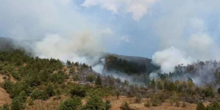 Çankırı'nın ilgaz ilçesinde orman yangını