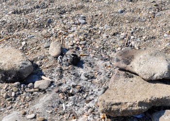 Caretta caretta yuvası üzerinde mangal yaktılar