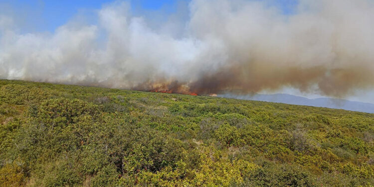 Didim'de maki yangını