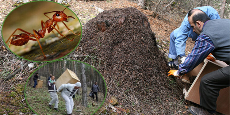 'Dumansız yangın'a karınca ile müdahale