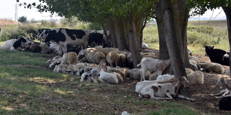 Edirne'de köylere inen kurtlar, koyunlara saldırdı