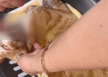 Esenyurt'ta çenesi kırılıp dili kesilen kedi öldü