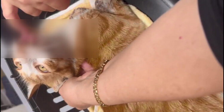 Esenyurt'ta çenesi kırılıp dili kesilen kedi öldü