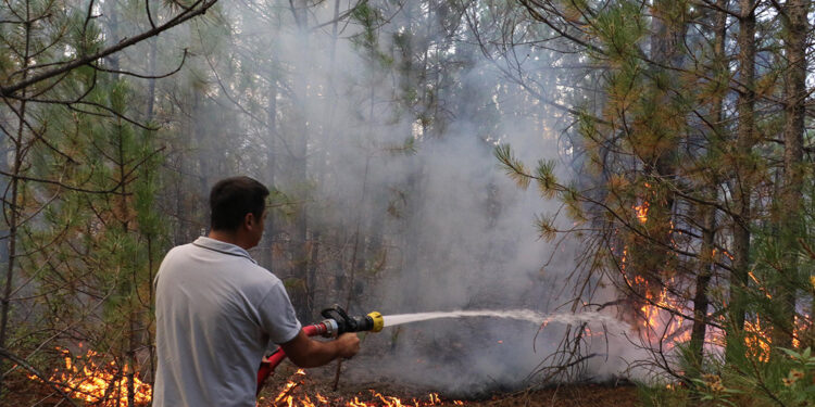 Eskişehir'in Seyitgazi ilçesinde orman yangını