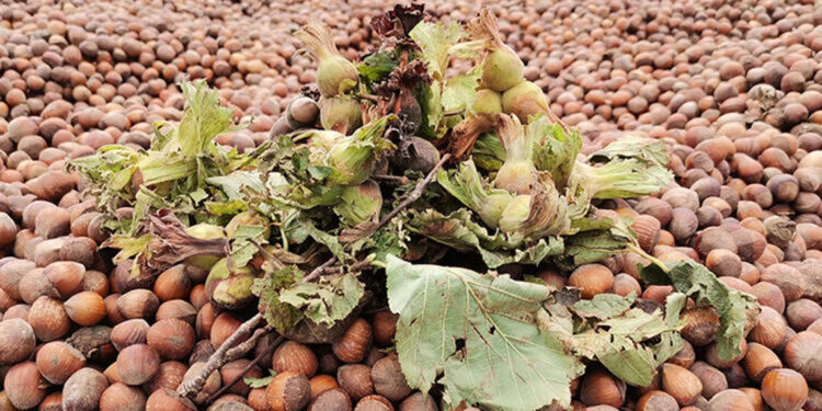 Fındık tüketimi ile kabızlığı önlemek mümkün