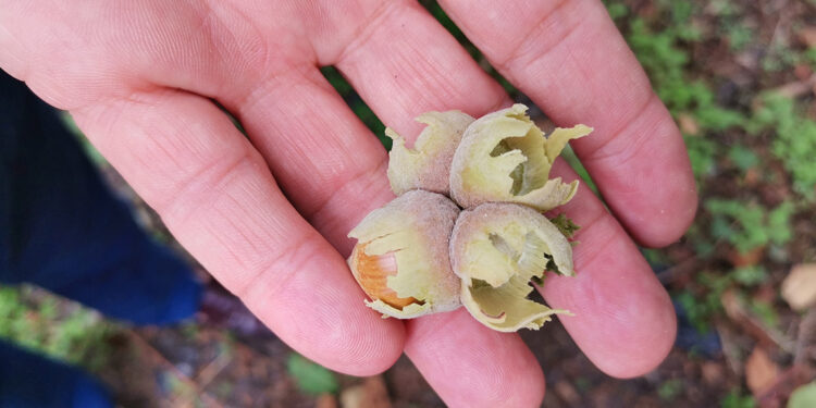 Fındık üreticilerine erken hasat uyarısı