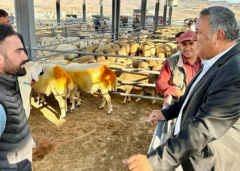 Üretici okul kıyafeti alabilmek için koyunlarını satıyor