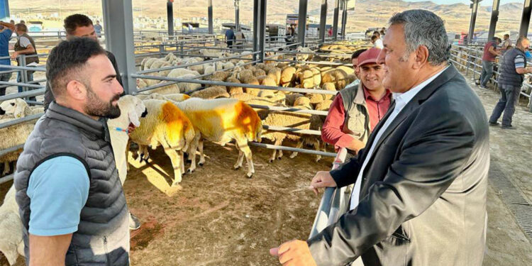 Üretici okul kıyafeti alabilmek için koyunlarını satıyor