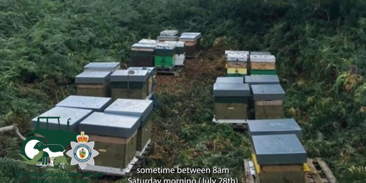 Galler’de polis, 14 arı kovanı çalan hırsızı arıyor