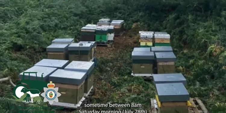 Galler’de polis, 14 arı kovanı çalan hırsızı arıyor