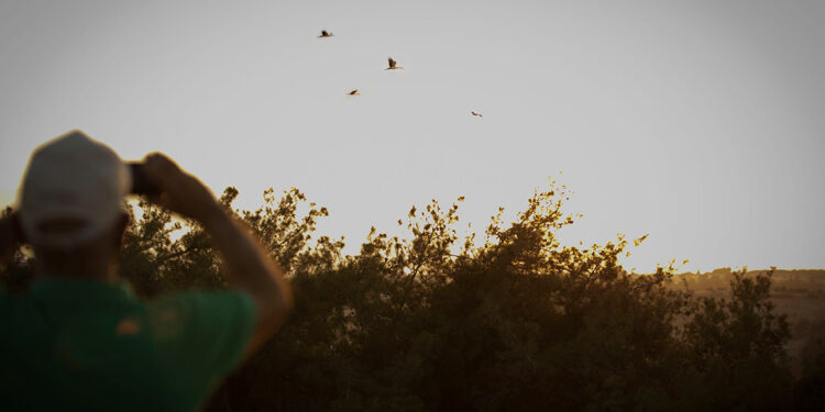 Göçmen kuşlar, Mersin’den Afrika’ya uğurlandı