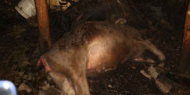 Hakkari'de ahır yangını; 7 büyükbaş öldü