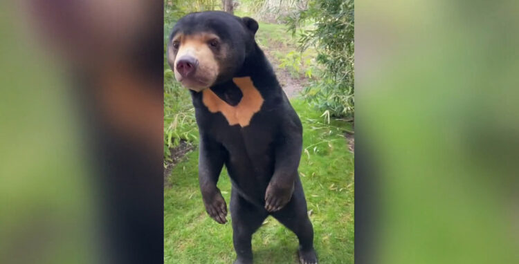 İngiltere, Çin’de başlayan ‘insan ayı’ tartışmalarına katıldı