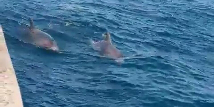 İstanbul Boğazı'nda yunuslar görüntülendi