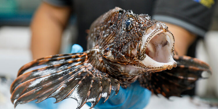 İstilacı aslan balığına menüde ilgi var, avcılıkta yok