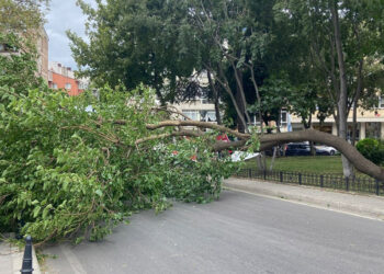 Kadıköy'de rüzgar nedeniyle ağaç devrildi