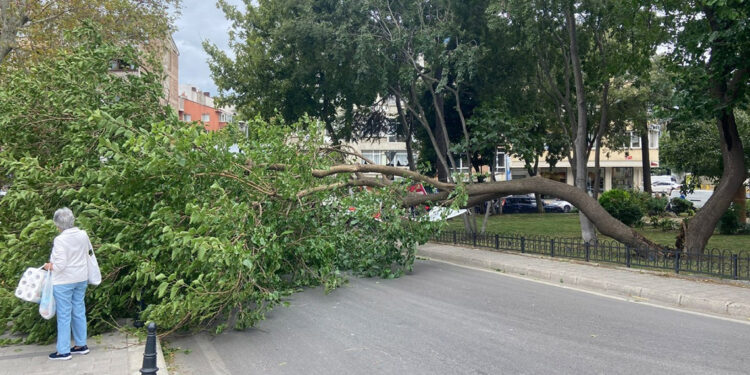 Kadıköy'de rüzgar nedeniyle ağaç devrildi