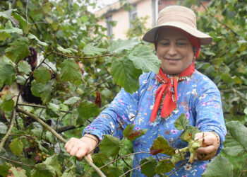 Karadeniz'de fındık hasadı başladı