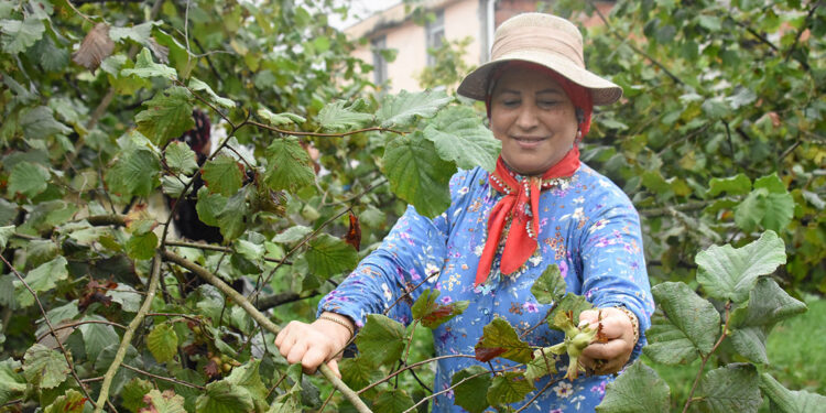 Karadeniz'de fındık hasadı başladı