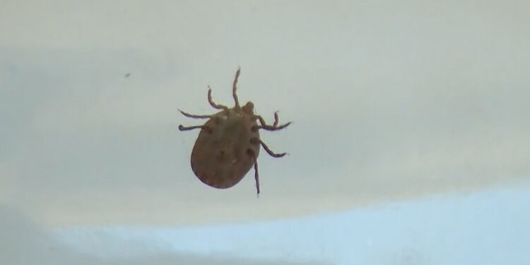 Karadeniz'in yüksek kesimlerinde KKKA tehdidi