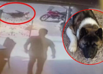 Köpeği tekmeyle öldüren sanığa 4 yıl hapis istemi