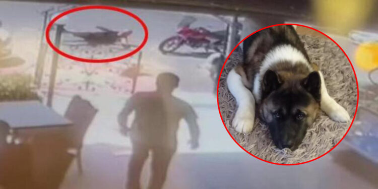 Köpeği tekmeyle öldüren sanığa 4 yıl hapis istemi