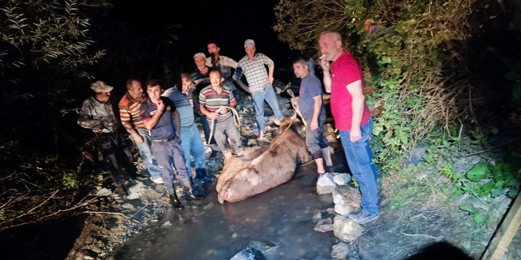 Köprüden dereye düşen büyükbaş kurtarıldı